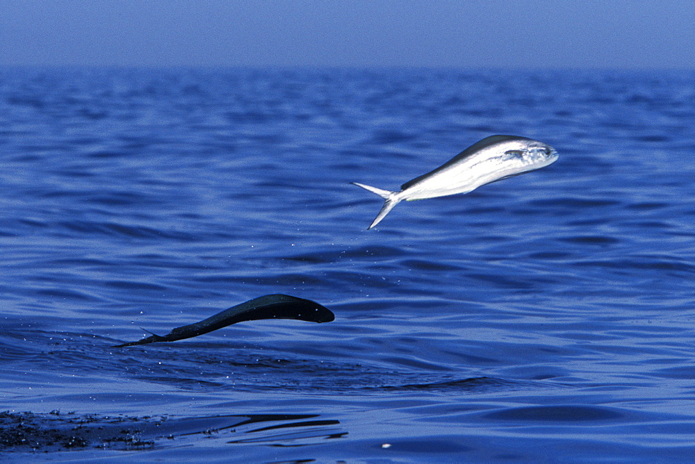 Young Dolphinfish (Coryphaena hippurus) leaping in the midriff region of the Gulf of California (Sea of Cortez), Mexico. Note: other common names include Maha Mahi (Hawaiian) and Dorado (Spanish).