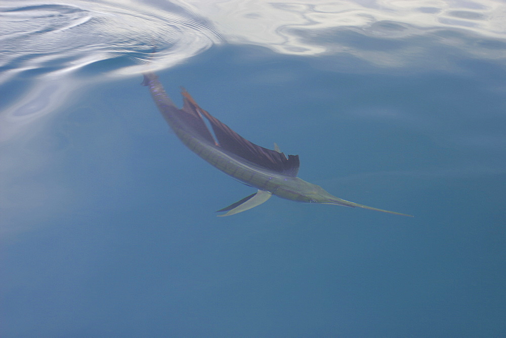 Curious adult Sailfish (Istiophorus platypterus) approaching the boat at the surface in the Gulf of California (Sea of Cortez), Mexico.