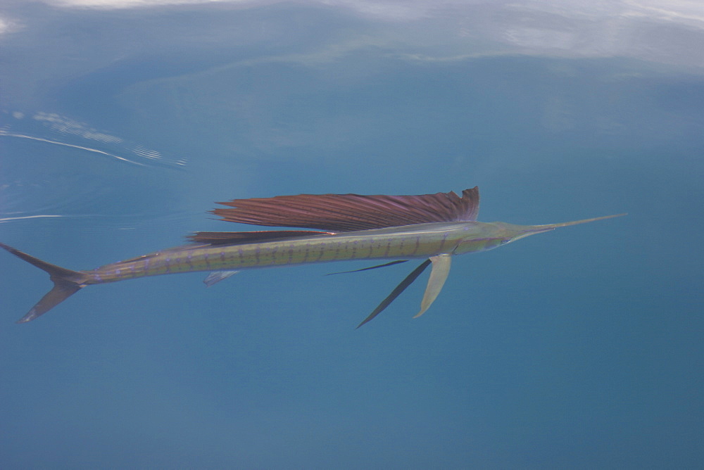 Curious adult Sailfish (Istiophorus platypterus) approaching the boat at the surface in the Gulf of California (Sea of Cortez), Mexico.