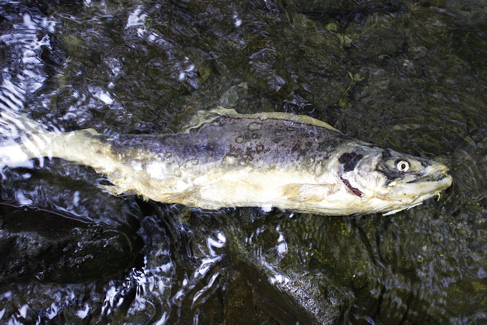 Adult pink salmon (Oncorhynchus gorbuscha) spawning in a stream in southeast Alaska, USA.