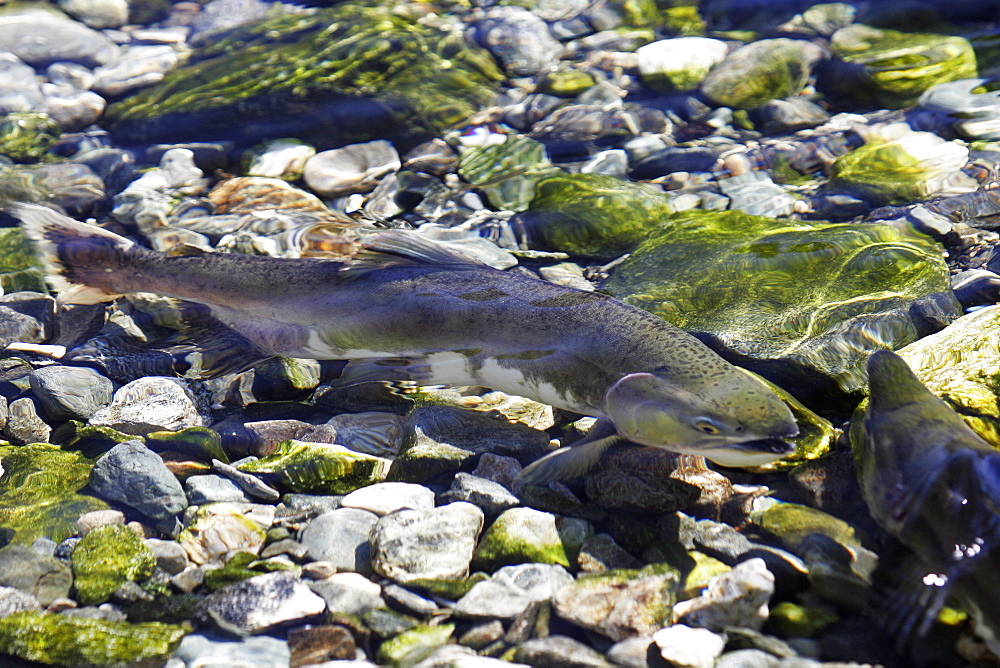 Adult male and female pink salmon (Oncorhynchus gorbuscha - nicknamed the "Humpbacked salmon") spawning in a stream in southeast Alaska, USA.