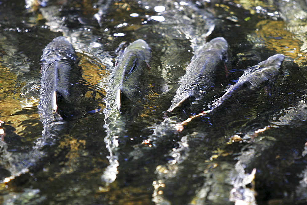 Adult pink salmon (Oncorhynchus gorbuscha) spawning in a stream in southeast Alaska, USA.