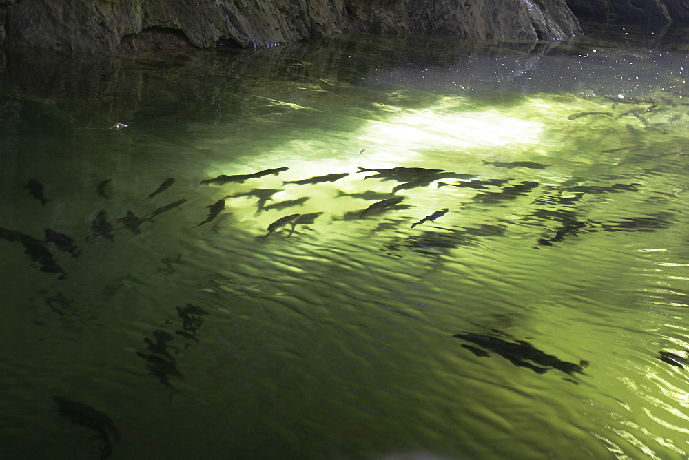 Adult pink salmon (Oncorhynchus gorbuscha) spawning in a stream in southeast Alaska, USA