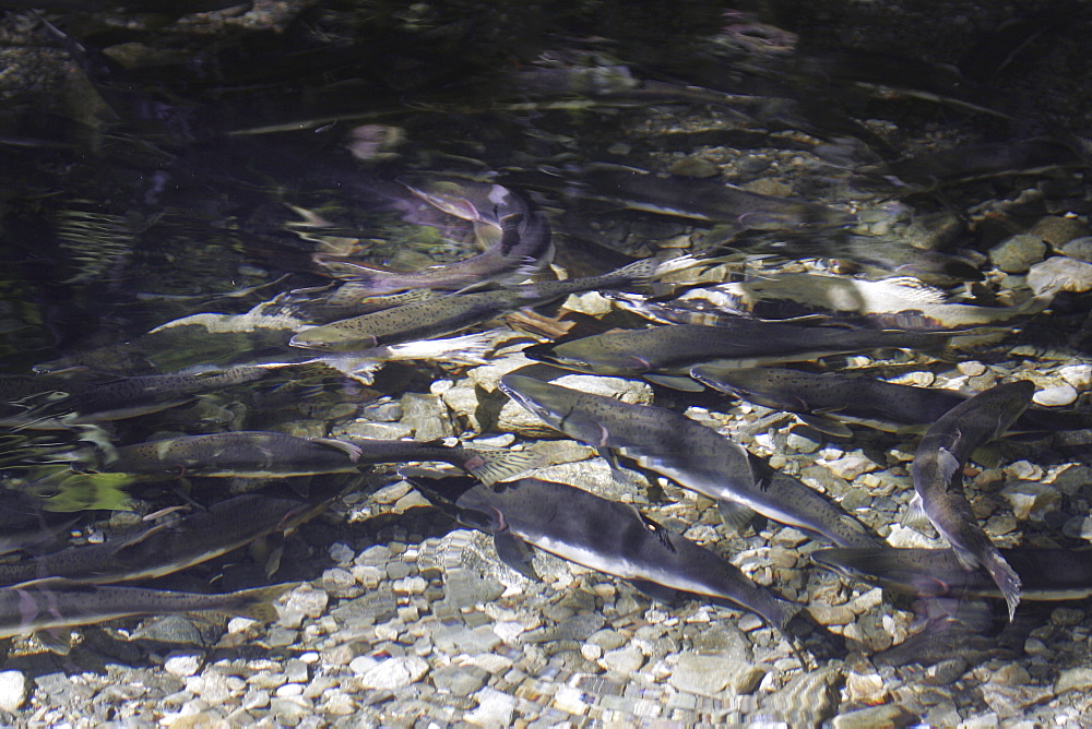 Adult male and female pink salmon (Oncorhynchus gorbuscha - nicknamed the "Humpbacked salmon") spawning in a stream in southeast Alaska, USA.