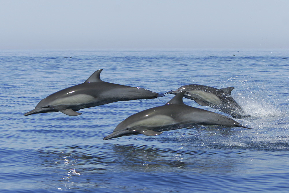 Adult Bottlenose Dolphin (Tursiops truncatus gilli) leaping in the upper Gulf of California (Sea of Cortez), Mexico.