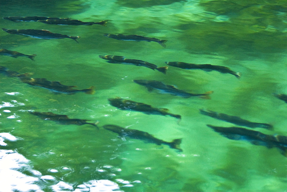 Spawning pink salmon (Oncorhynchus gorbuscha) gathering to run upstream in Red Bluff Bay, Southeast Alaska, USA