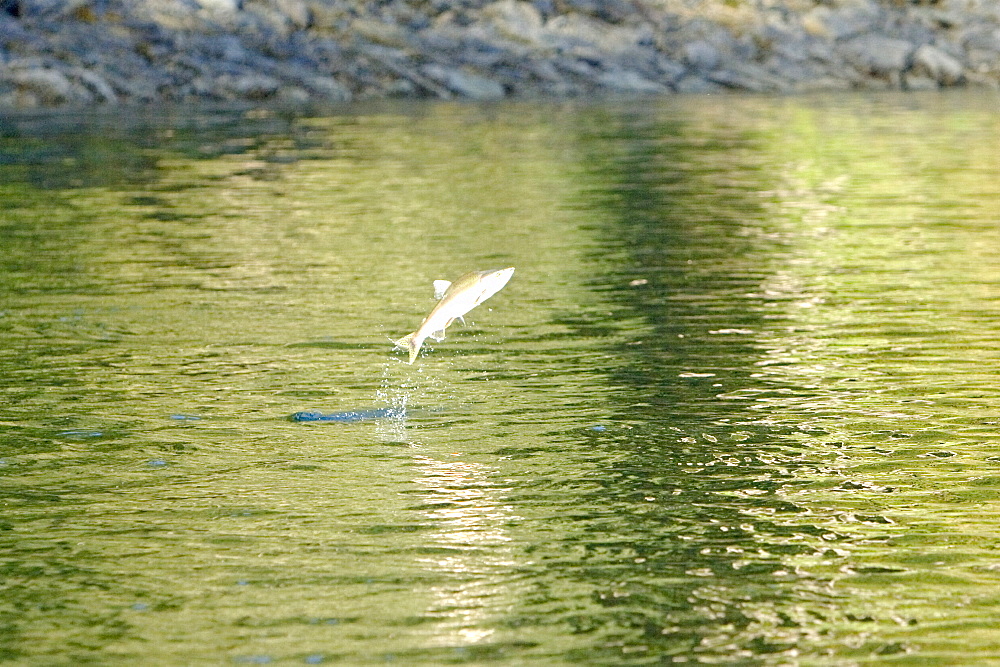 Spawning pink salmon (Oncorhynchus gorbuscha) leaping in Red Bluff Bay, Southeast Alaska, USA