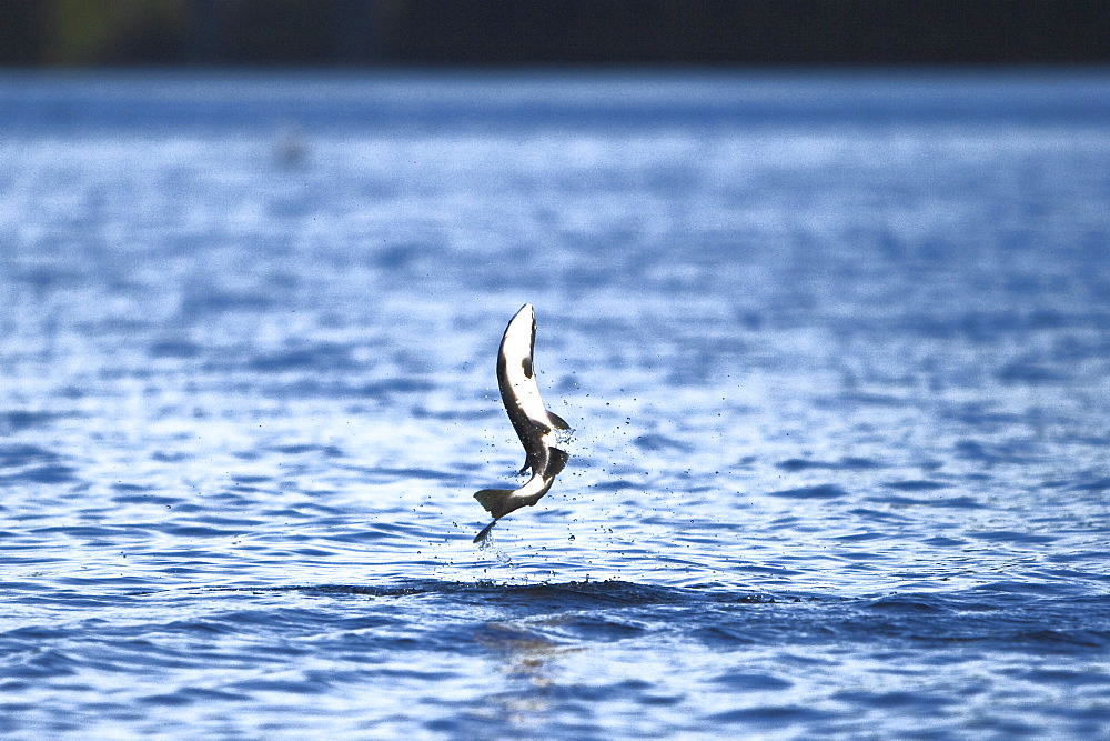 Spawning pink salmon (Oncorhynchus gorbuscha) leaping in Red Bluff Bay, Southeast Alaska, USA