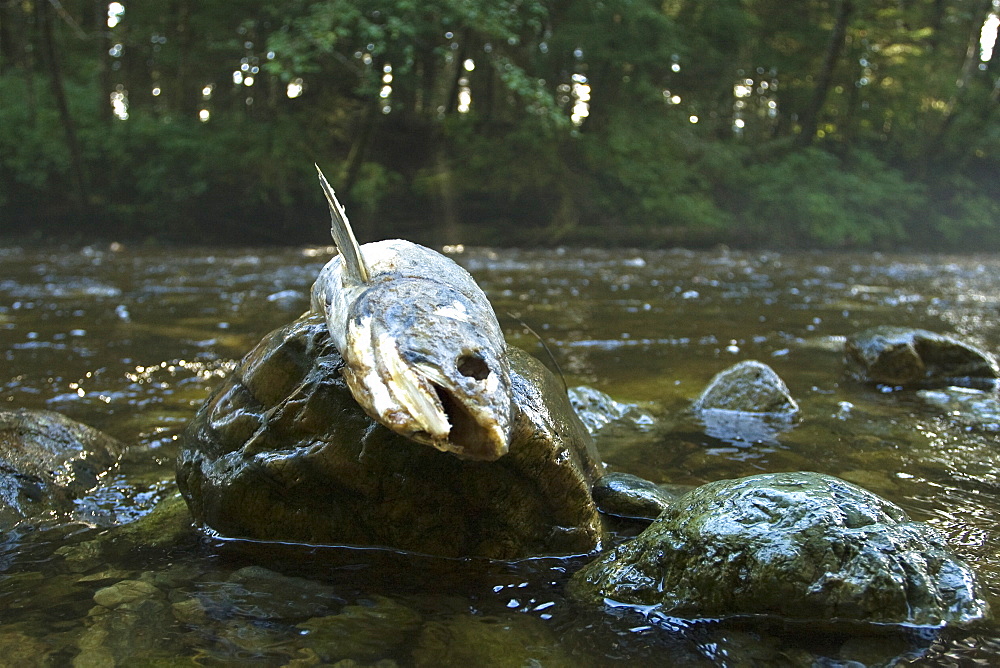 Dead and dying pink salmon (Oncorhynchus gorbuscha) gathering after the spawn just outside of Sitka, Southeast Alaska, USA