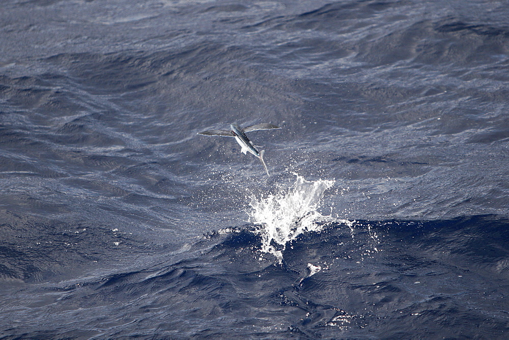 Atlantic flying fish (Cypselurus melanurus) fleeing the bow and taking flight for safety near Ascension Island in the Atlantic Ocean.