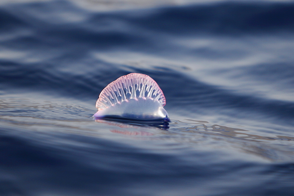 Portuguese Man 'O War (Physalia physalis) floating on the surface off the Cape Verde Island Group in the northern Atlantic Ocean.