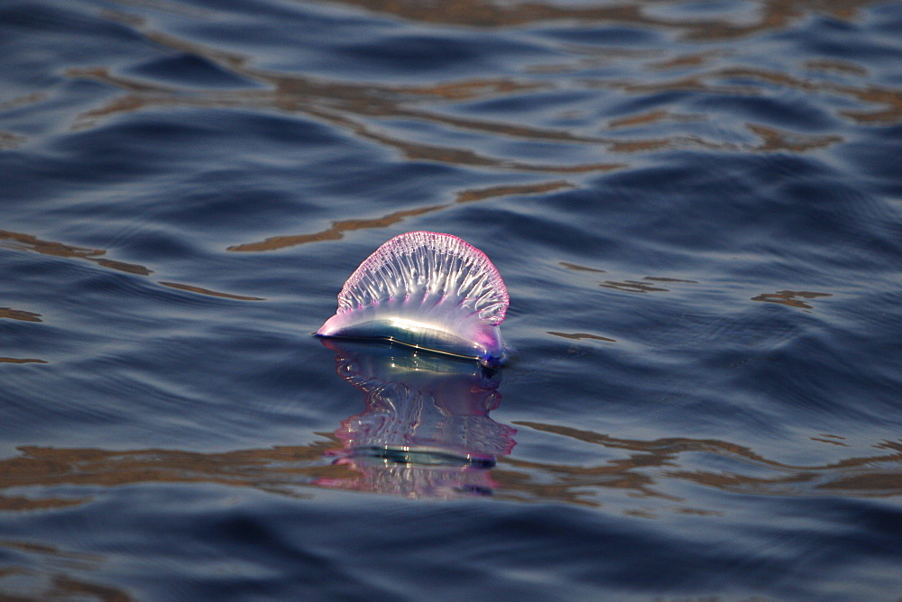 Portuguese Man 'O War (Physalia physalis) floating on the surface off the Cape VErde Island Group in the northern Atlantic Ocean.