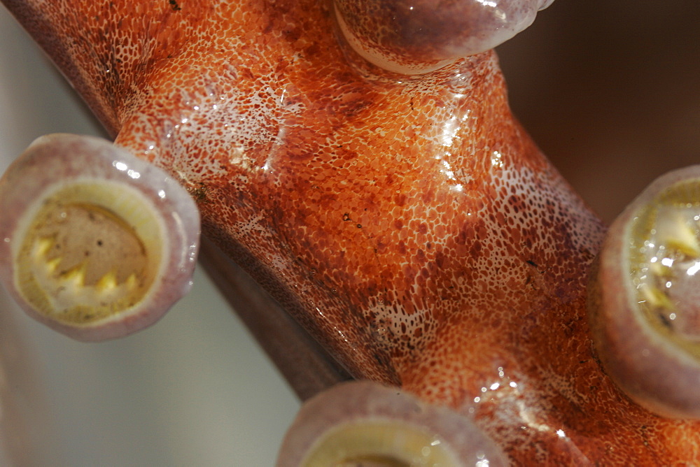 Close-up details (note skin chromatophores and suckers on arm) from a dissection of a Humbolt Squid (Dosidicus gigas) in the Gulf of California (Sea of Cortez), Mexico.