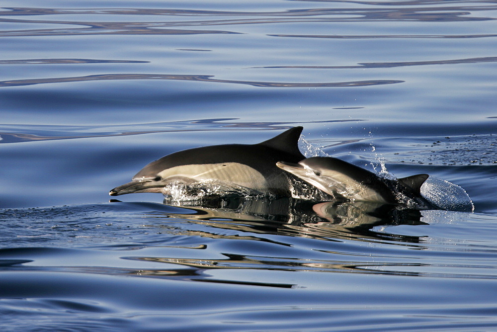 Long-beaked Common Dolphin (Delphinus capensis) mother and calf leaping in the Gulf of California (Sea of Cortez), Mexico.
(Resolution Restricted - pls contact us)