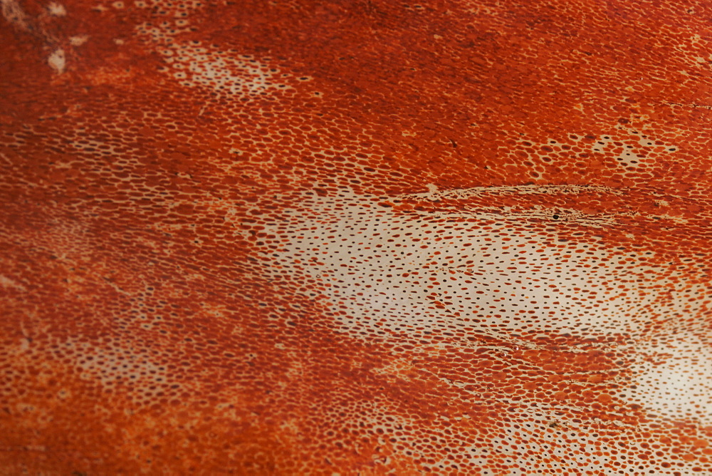 Close-up skin details showing chromatophores from a dissection of a Humbolt Squid (Dosidicus gigas) in the Gulf of California (Sea of Cortez), Mexico.