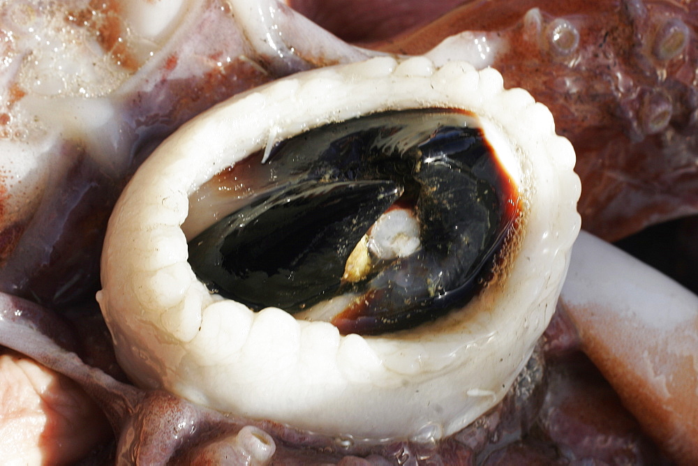 Close-up details showing beak from a dissection of a Humbolt Squid (Dosidicus gigas) in the Gulf of California (Sea of Cortez), Mexico.