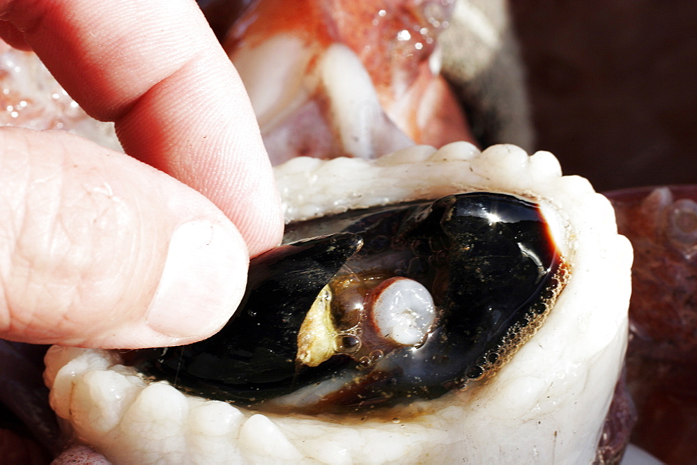 Close-up details showing beak from a dissection of a Humbolt Squid (Dosidicus gigas) in the Gulf of California (Sea of Cortez), Mexico.