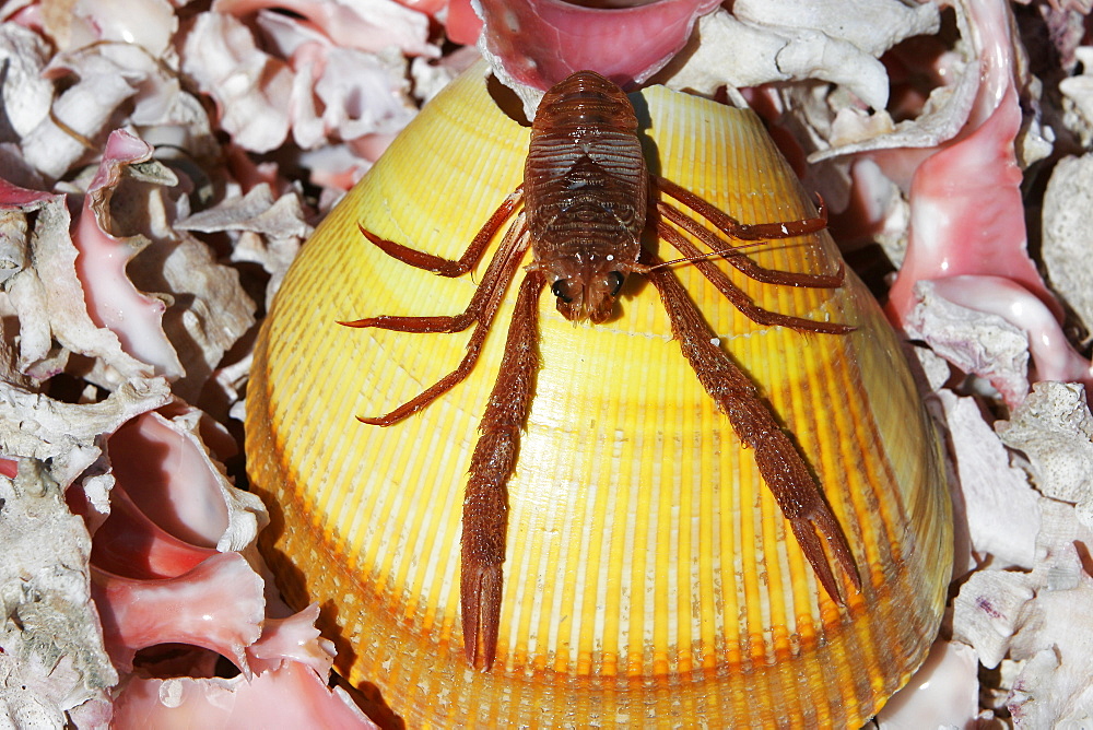 Pelagic crab (Pleuroncodes planipes) off the Baja Peninsula, Mexico. This crab is often called the red tuna crab.