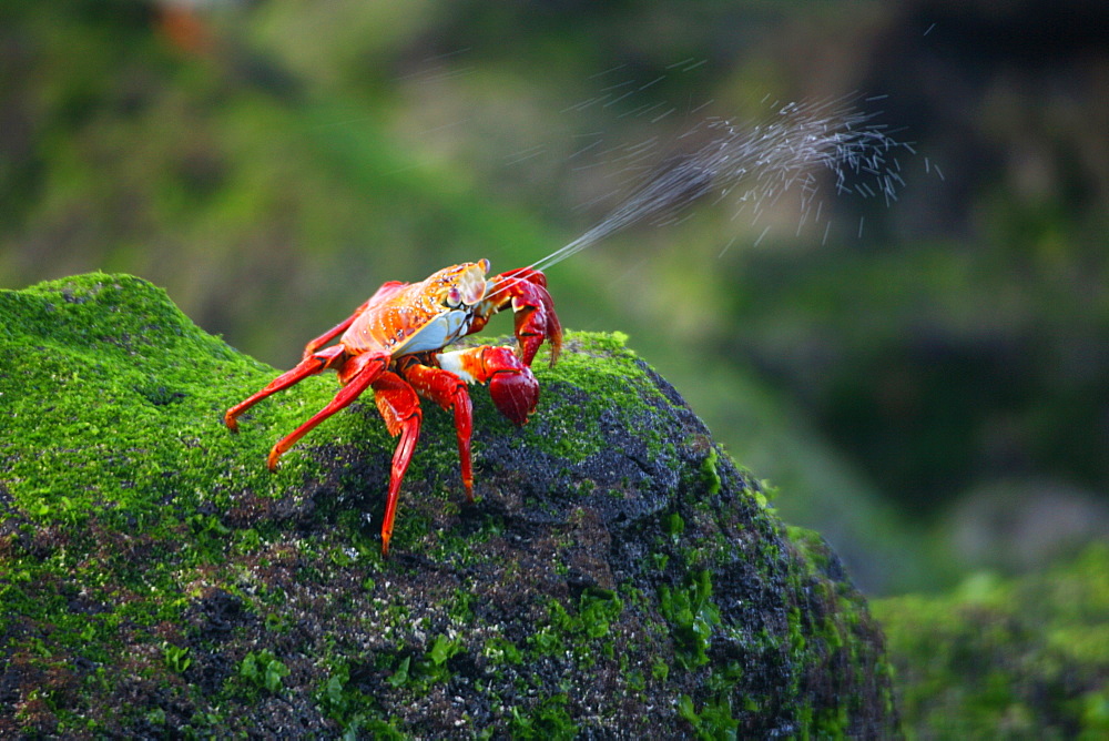 Sally lightfoot crab (Grapsus grapsus) expelling excess saltwater in the litoral of the Galapagos Island Archipeligo, Ecuador.    (RR)