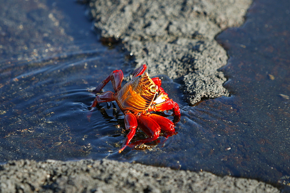 Sally lightfoot crab (Grapsus grapsus) in the litoral of the Galapagos Island Archipeligo, Ecuador.