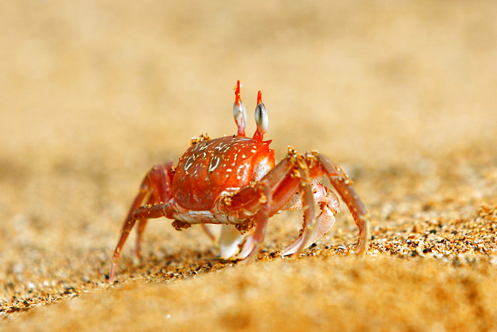 Adult ghost crabs (Ocypode sp.) on the beach at Bartolome Island in the Galapagos Island Group, Ecuador