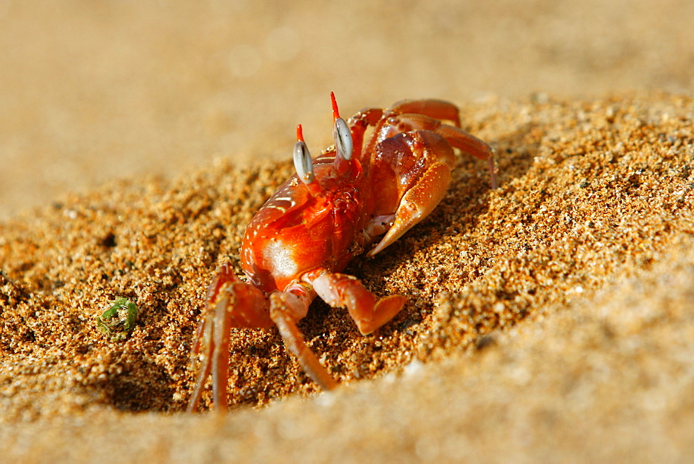 Adult ghost crabs (Ocypode sp.) on the beach at Bartolome Island in the Galapagos Island Group, Ecuador