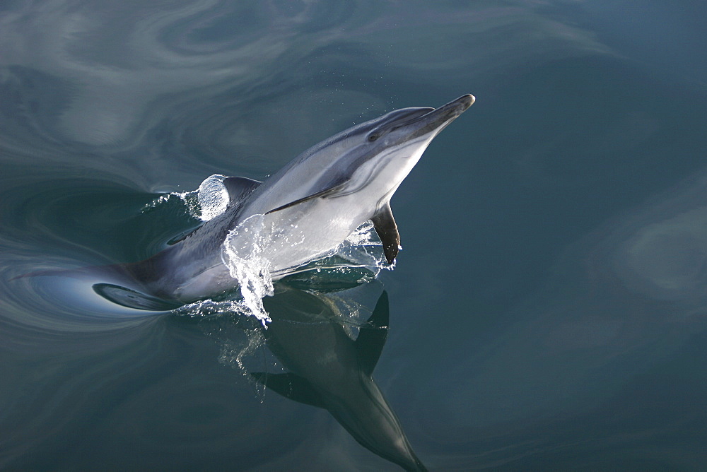 Long-beaked Common Dolphin (Delphinus capensis) leaping - note reflection on perfectly calm water surface -in the Gulf of California (Sea of Cortez), Mexico.