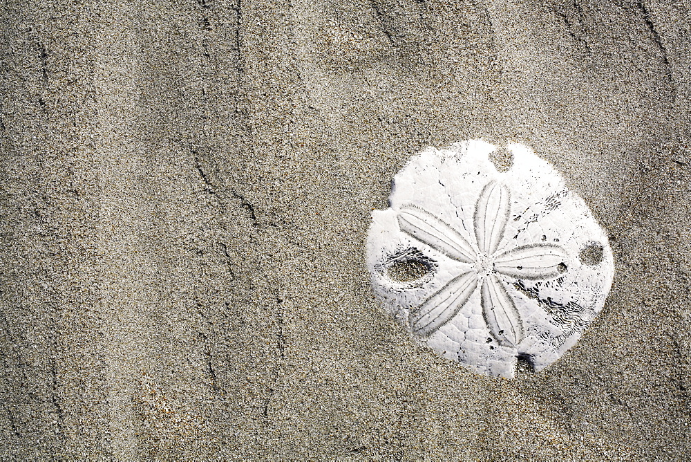 Patterns in the sand dunes (with sand dollar) of Isla Magdalena on the Pacific side of the Baja Peninsula, Mexico.