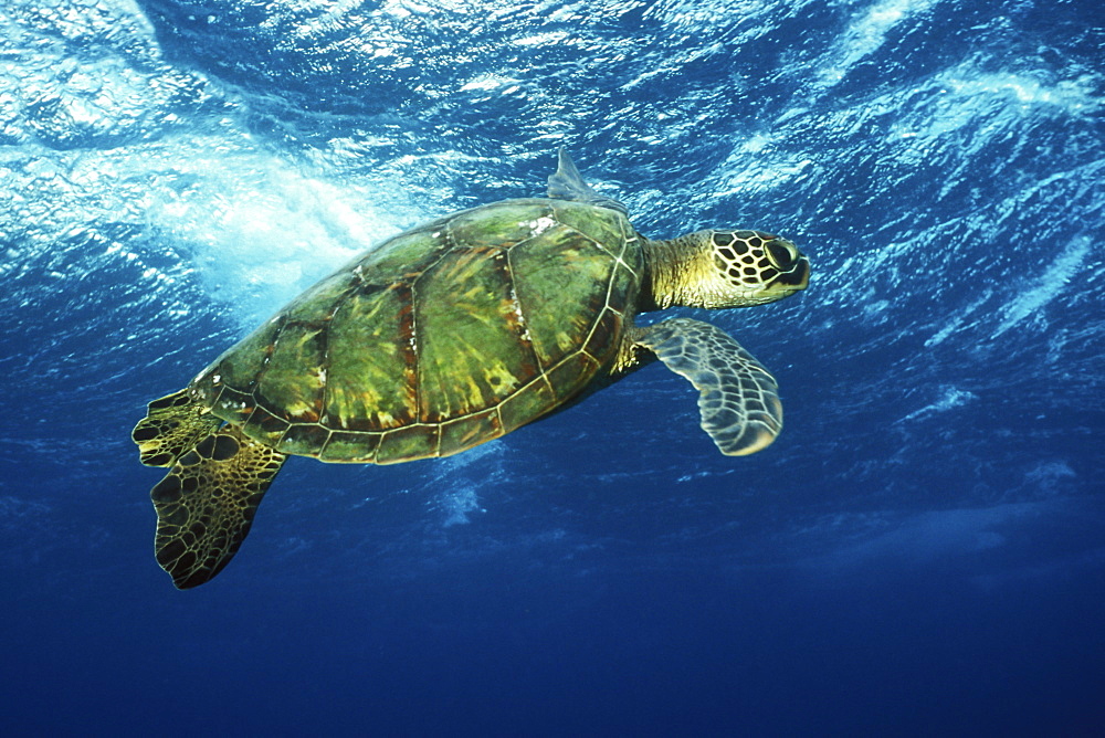 Pacific Green Sea Turtle (Chelonia mydas) surfacing aff Olowalu, Maui, Hawaii. Pacific Ocean