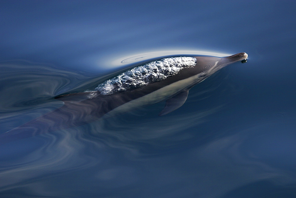 Long-beaked Common Dolphin (Delphinus capensis) surfacing in calm water off Isla Carmen in the Gulf of California (Sea of Cortez), Mexico.