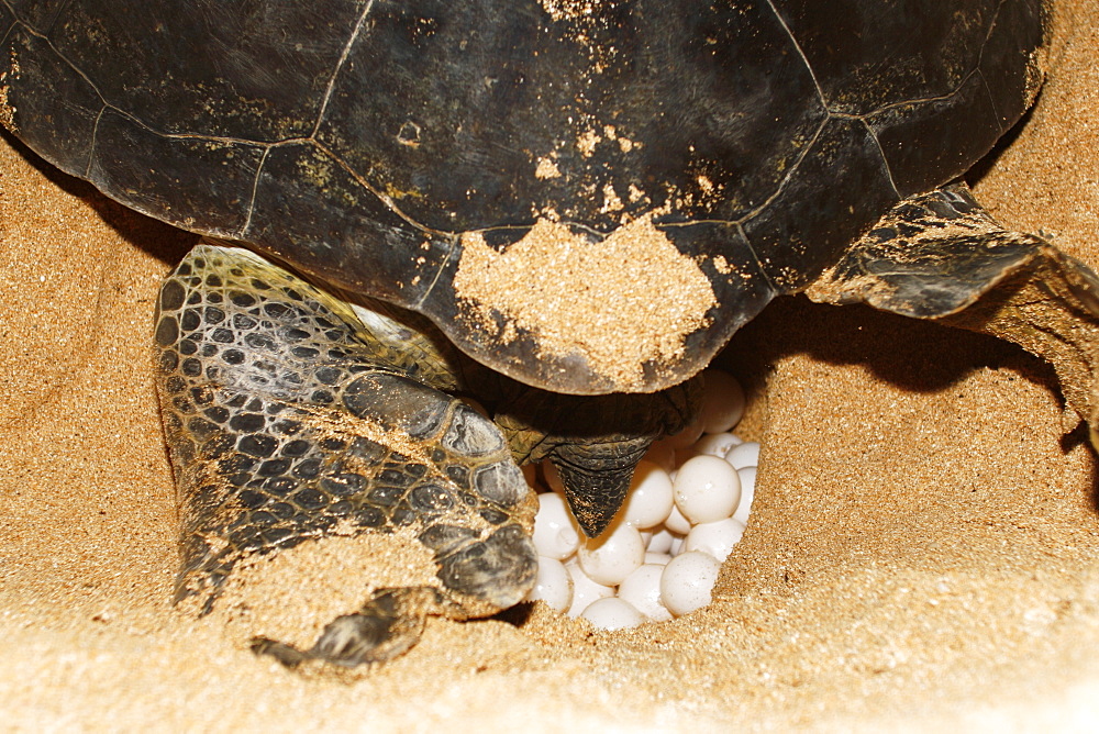 Adult female green sea turtle (Chelonia mydas) hauled out and laying eggs on Ascension Island, south Atlantic Ocean