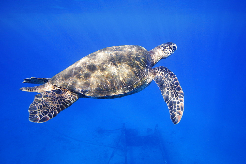 Adult male green sea turtle (Chelonia mydas) coming to the surface to breath near Mala Wharf, Maui, Hawaii, USA. Pacific Ocean.