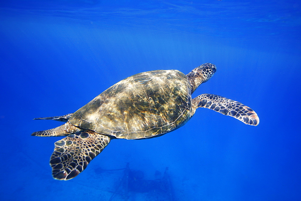 Adult male green sea turtle (Chelonia mydas) coming to the surface to breath near Mala Wharf, Maui, Hawaii, USA. Pacific Ocean.