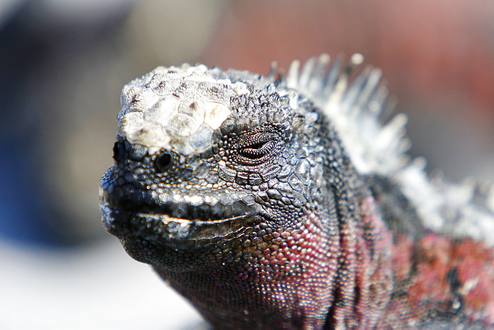 The endemic marine iguana (Amblyrhynchus cristatus) head detail in the Galapagos Island Group, Ecuador