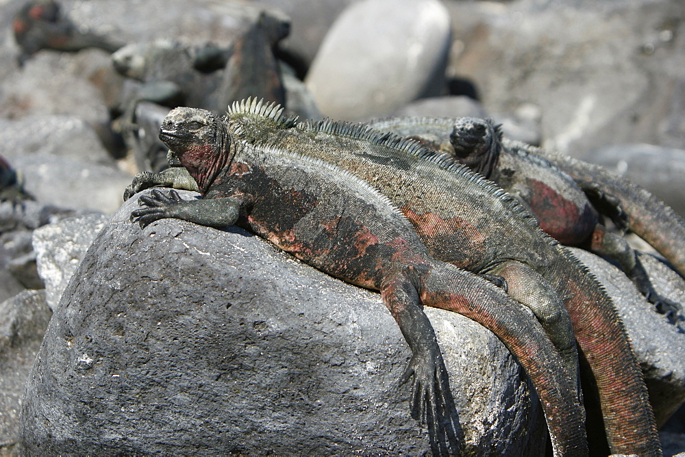 The endemic marine iguana (Amblyrhynchus cristatus) in the Galapagos Island Group, Ecuador