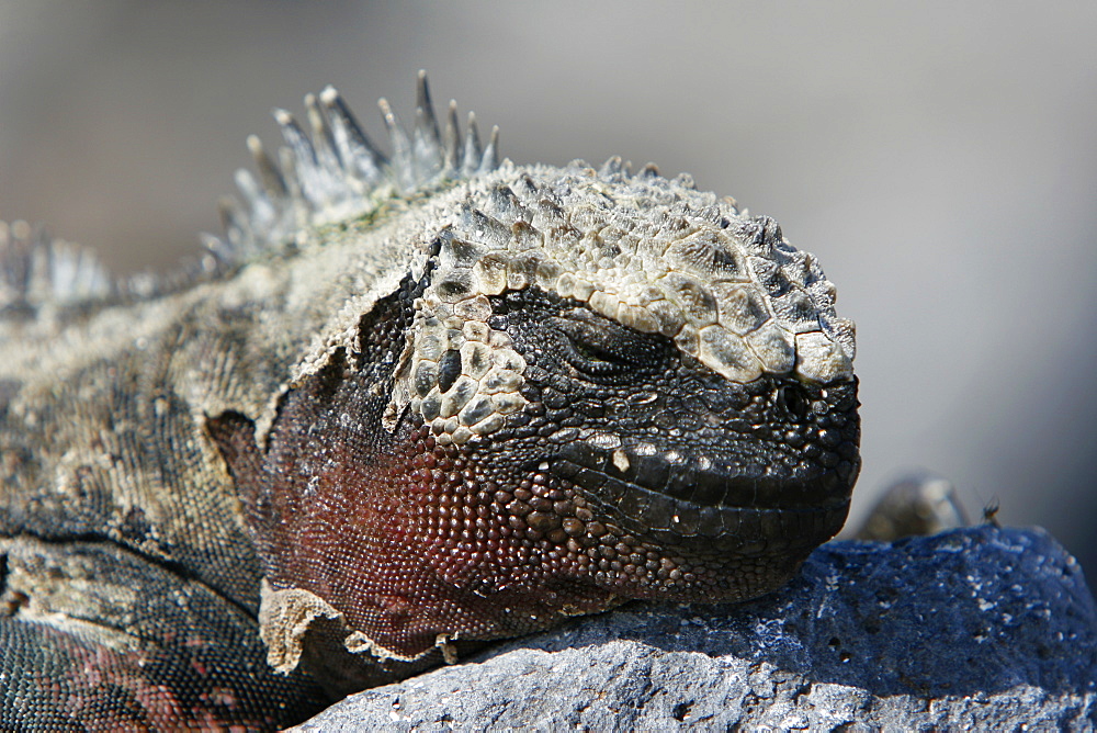 The endemic marine iguana (Amblyrhynchus cristatus) in the Galapagos Island Group, Ecuador