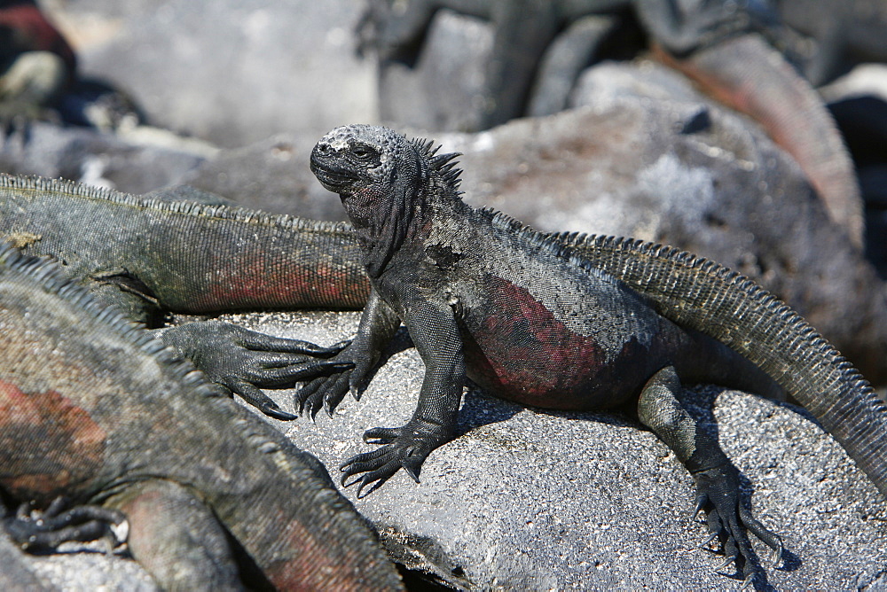 The endemic marine iguana (Amblyrhynchus cristatus) in the Galapagos Island Group, Ecuador