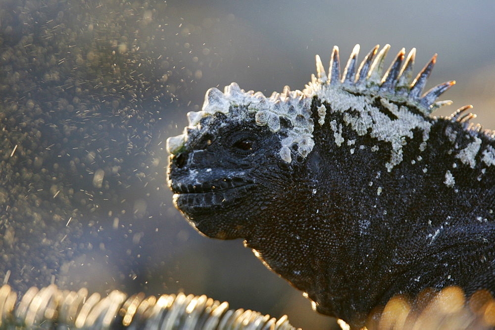 The endemic marine iguana (Amblyrhynchus cristatus) "sneezing" to remove excess salt in the Galapagos Island Group, Ecuador