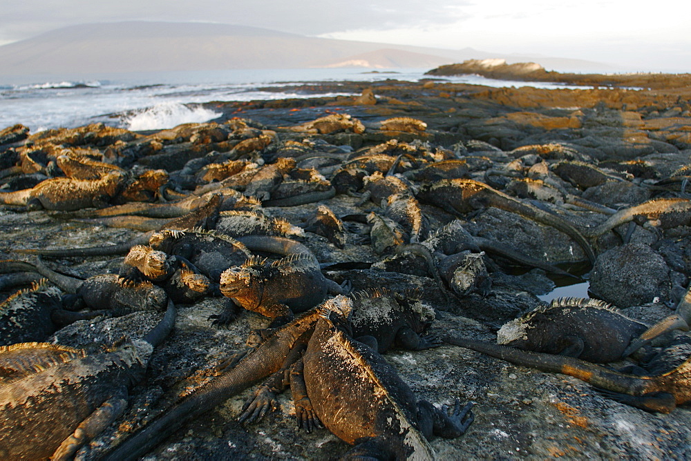 The endemic marine iguanas (Amblyrhynchus cristatus) basking in the sun in the Galapagos Island Group, Ecuador