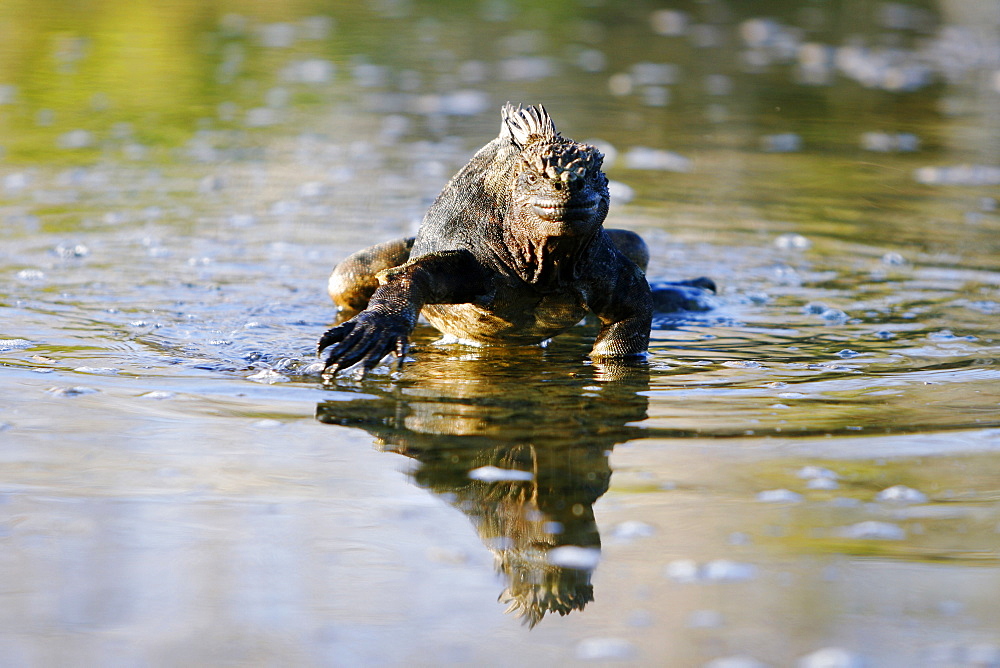 The endemic marine iguana (Amblyrhynchus cristatus) reflected in calm lagoon in the Galapagos Island Group, Ecuador