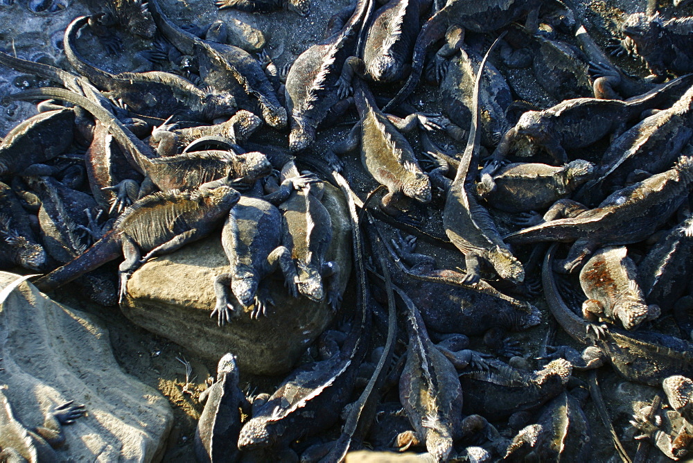 The endemic marine iguana (Amblyrhynchus cristatus) in the Galapagos Island Group, Ecuador