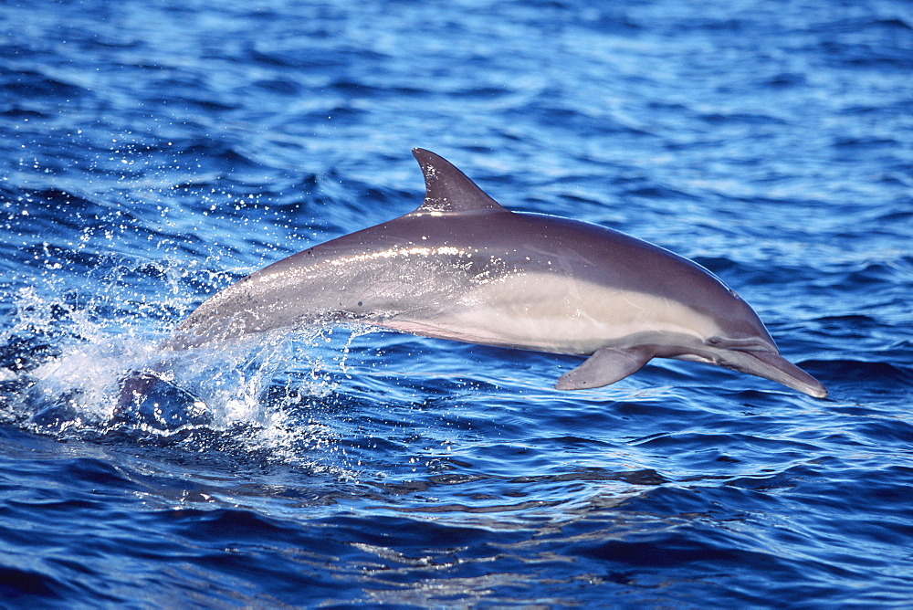 Long-beaked common dolphin leaping in Bahia de los Angeles, Baja California, Mexico.