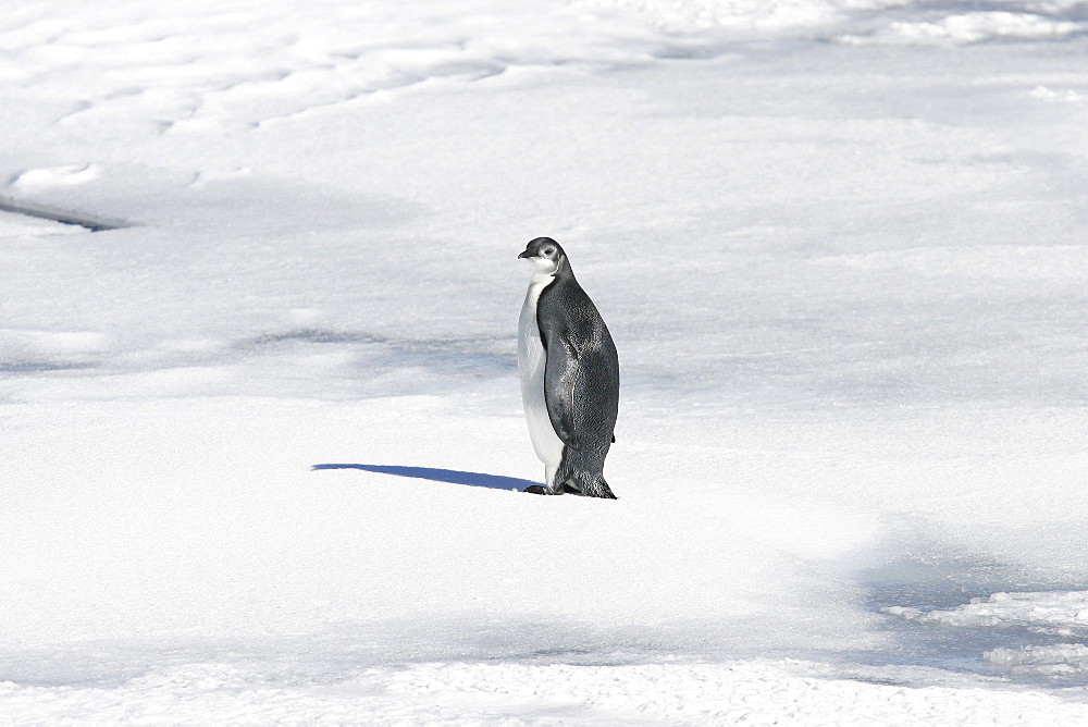 Juvenile Emperor penguin (Aptenodytes forsteri) from a recently discovered colony on Snowy Hill in the Weddell Sea. This may be the northernmost Emperor penguin colony in Antarctica.