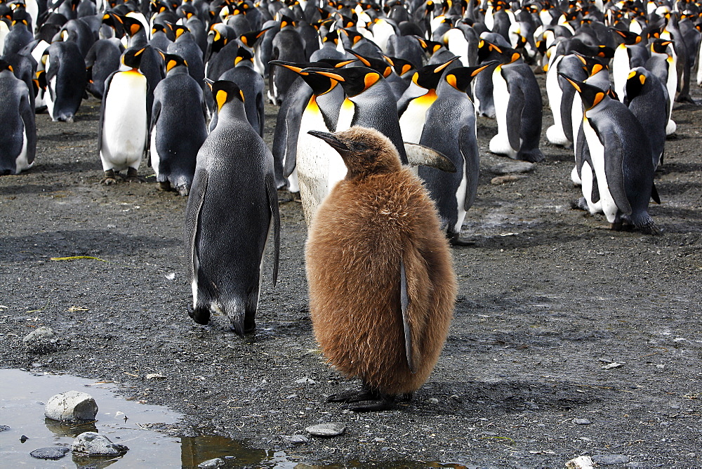 Juvenile King Penguin (Aptenodytes patagonicus)  in colony on South Georgia Island, southern Atlantic Ocean.