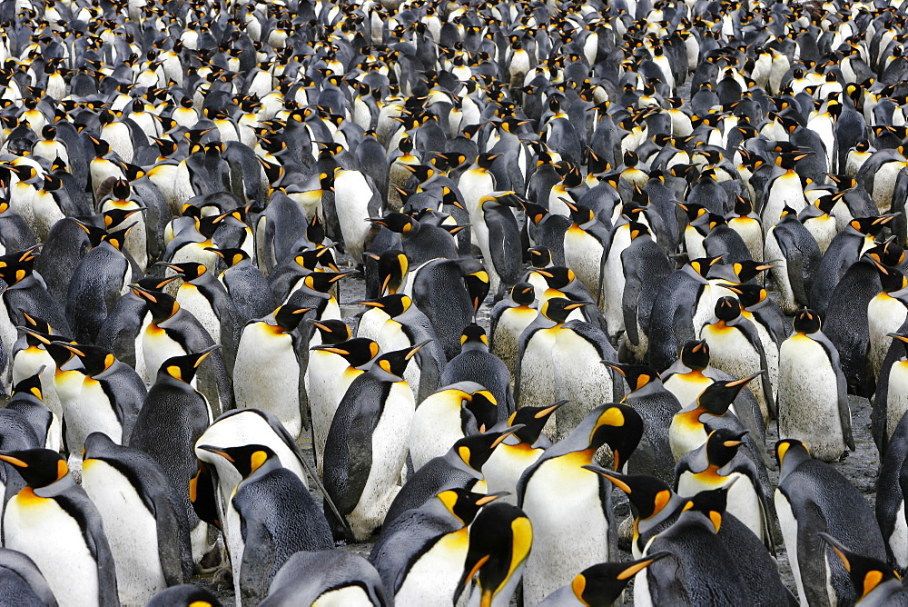 King Penguin colony (Aptenodytes patagonicus) on South Georgia Island, southern Atlantic Ocean.