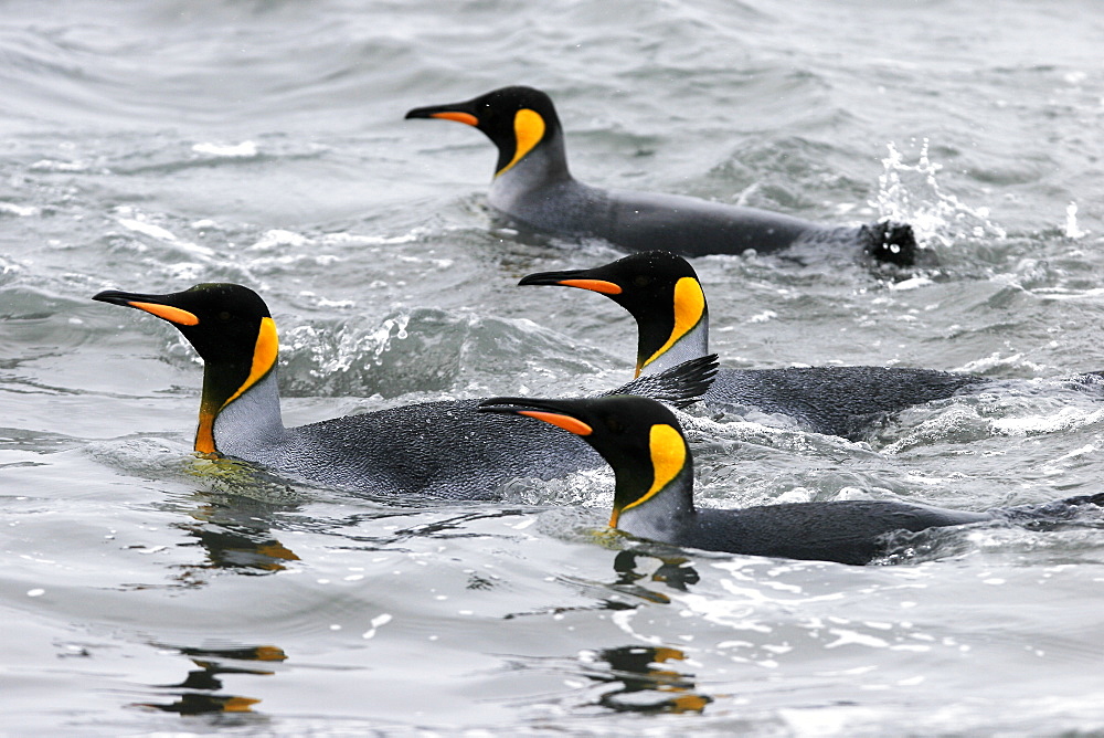 King Penguins (Aptenodytes patagonicus) swimming at surface on South Georgia Island, southern Atlantic Ocean.