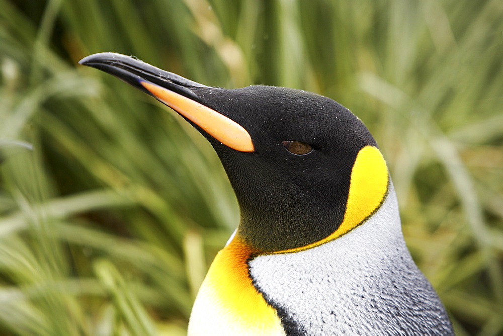 Adult king penguin (Aptenodytes patagonicus) head detail on South Georgia Island, southern Atlantic Ocean.