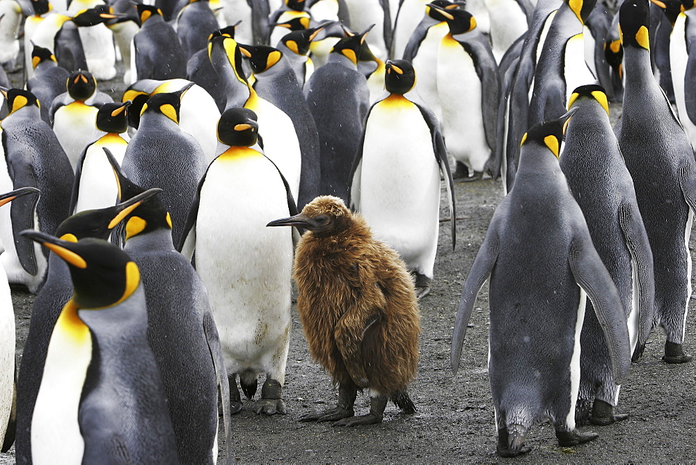 King Penguins (Aptenodytes patagonicus) with chick "okum boy" on South Georgia Island, southern Atlantic Ocean.