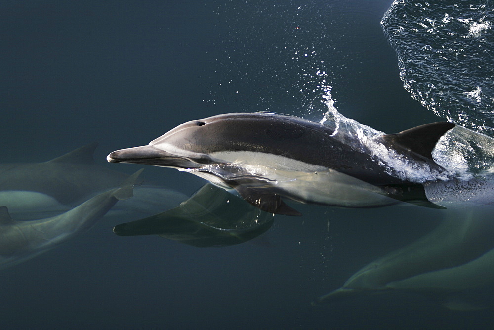 Long-beaked Common Dolphin (Delphinus capensis) surfacing in the Gulf of California (Sea of Cortez), Mexico.