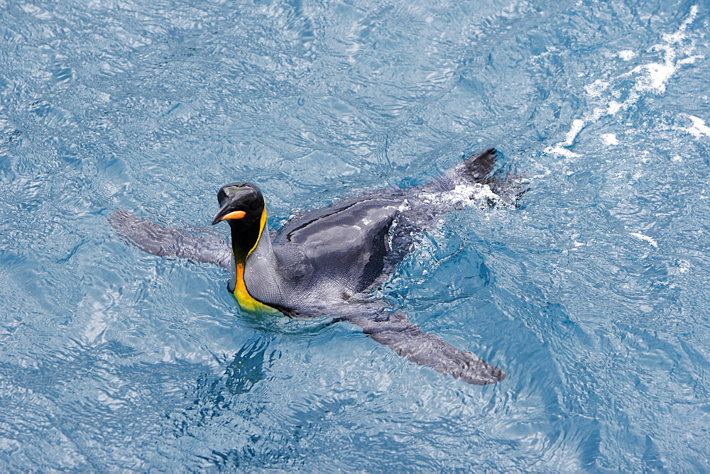 Adult king penguins (Aptenodytes patagonicus) swimming in the clear waters of Right Whale Bay on South Georgia Island, South Atlantic Ocean.
